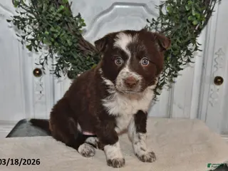 Mixed Breed dogs for sale: Bailey - Ad 2