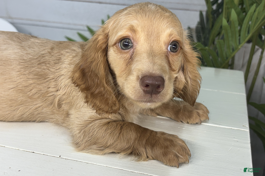 Miniature Dachshund dogs Benjamin - Ad 9
