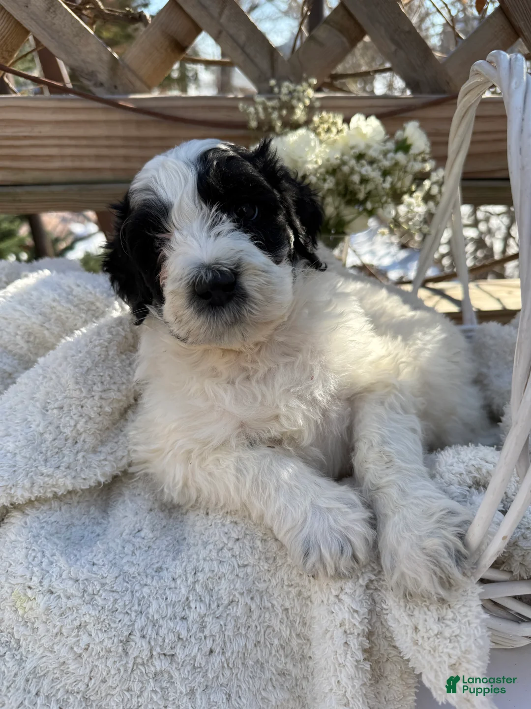 Mixed Breed dogs for sale: Lola - Ad 1
