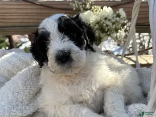 Mixed Breed dogs Lola - Ad 38