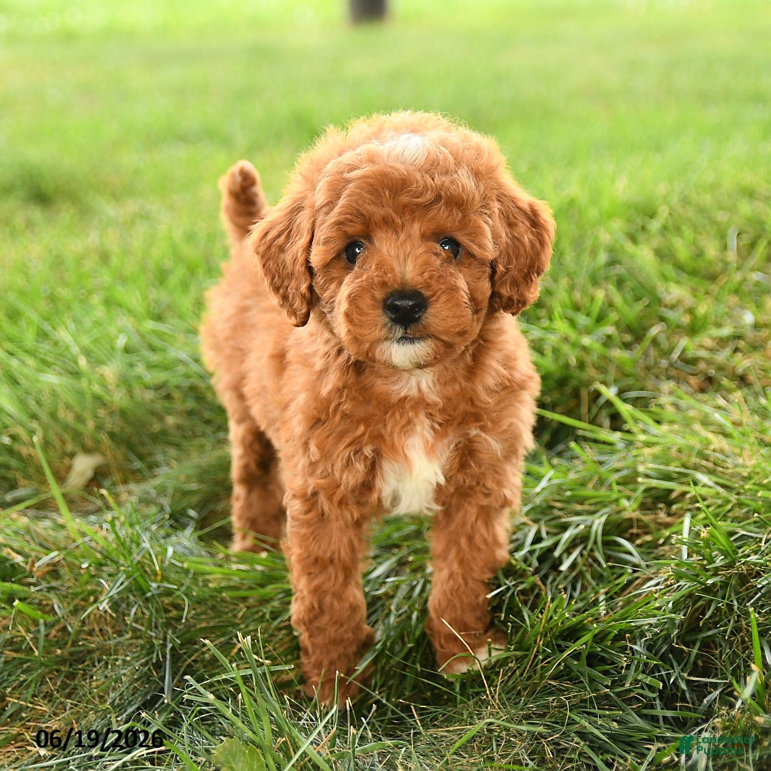 Mini Goldendoodle dogs Flannigan - Ad 2