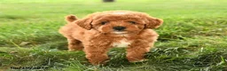 Mini Goldendoodle dogs for sale: Flannigan - Ad 2