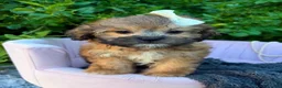Shihpoo dogs for sale: Prim - Ad 5