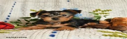 Yorkshire Terrier dogs for sale: Jasper - Ad 3