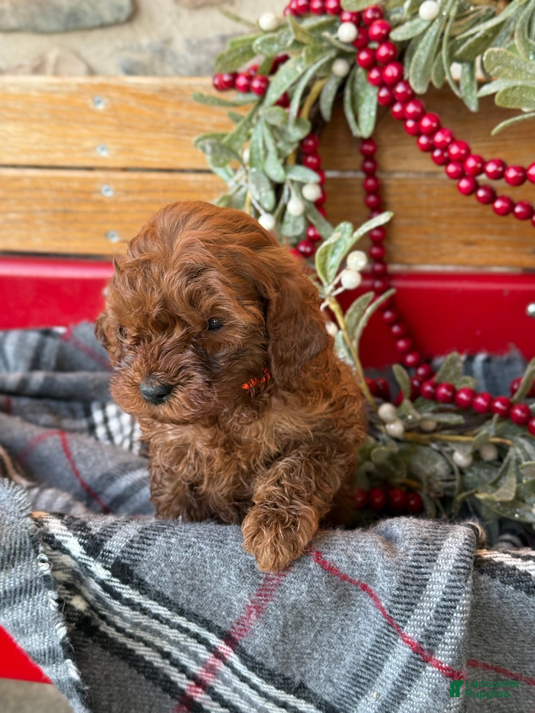 Mini Goldendoodle dogs for sale: Igloo - Ad 5