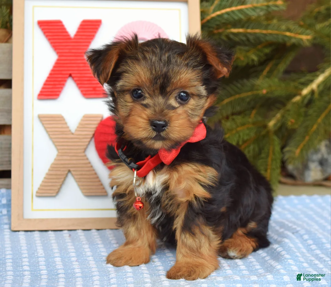 Yorkshire Terrier dogs for sale: Paisley  - Ad 5