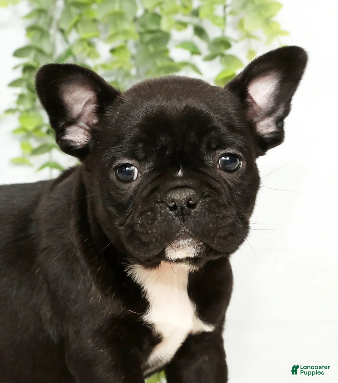 Frenchton dogs for sale: Vick - Ad 6