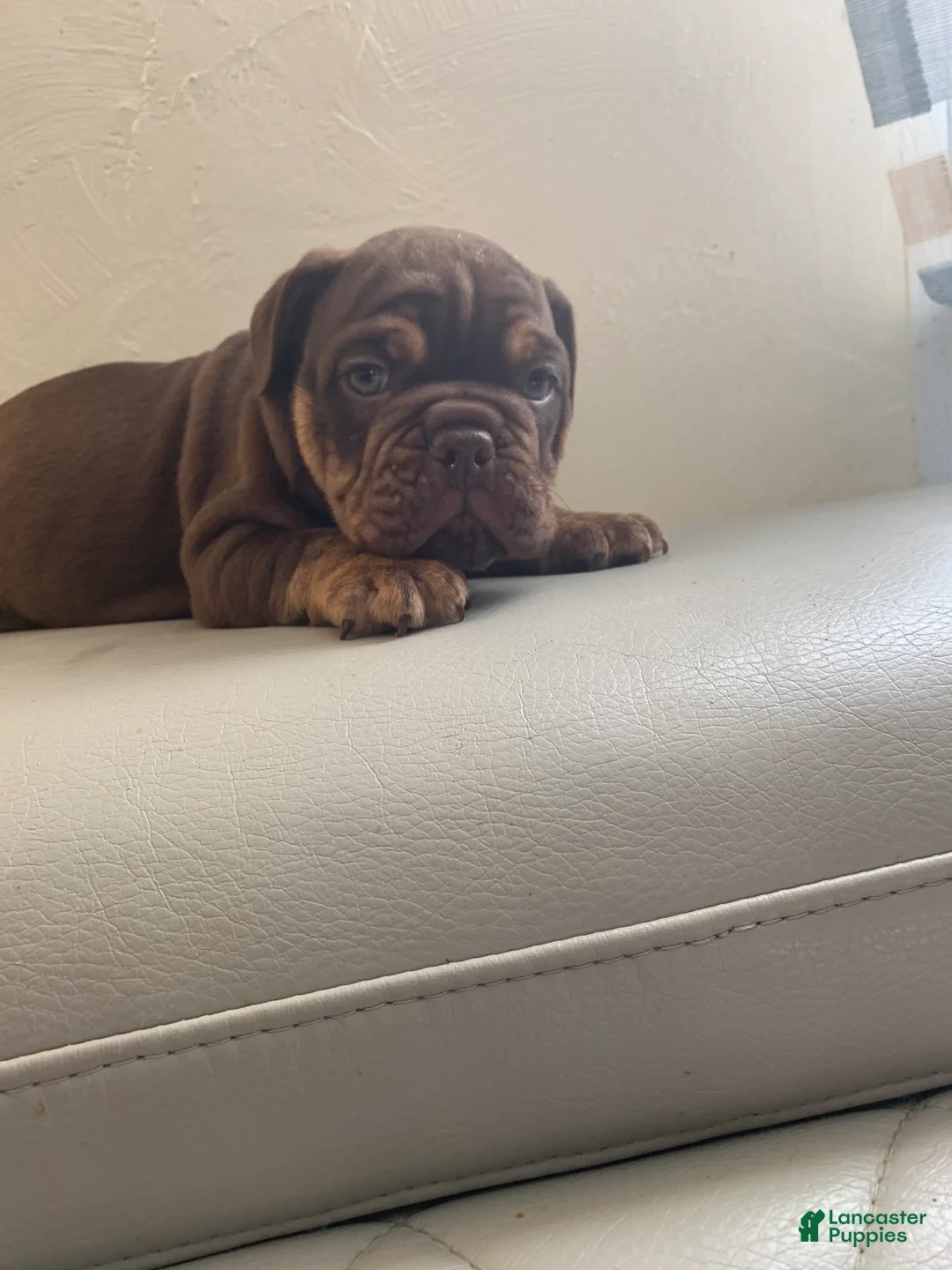 English Bulldog dogs for sale: English Bulldog 2 - Ad 2