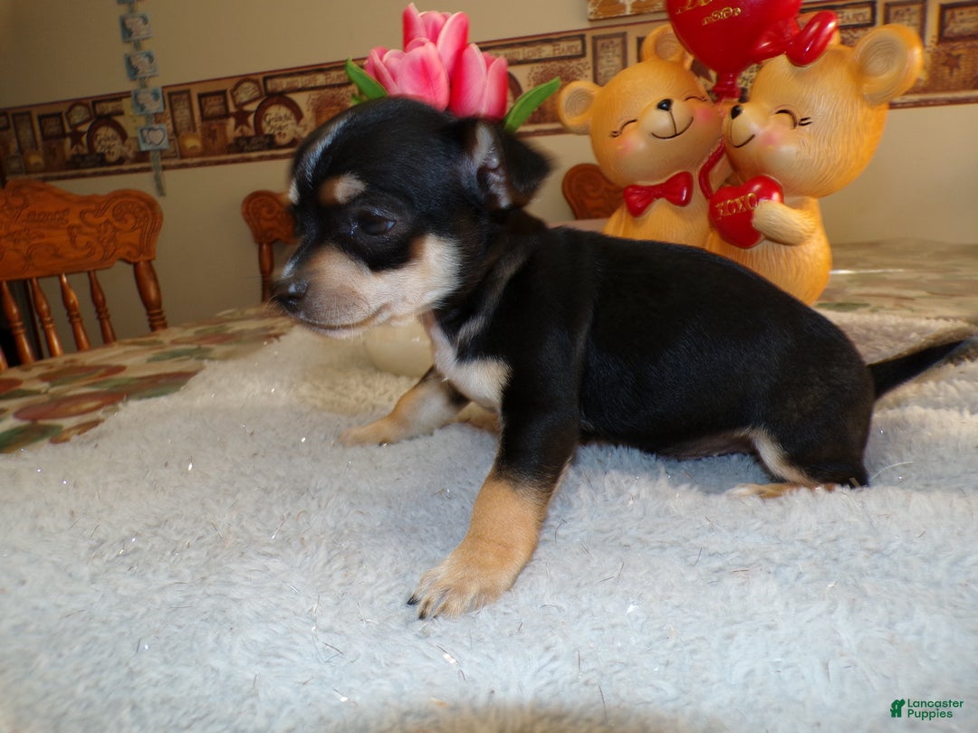 Chihuahua dogs for sale: Chihuahua Puppy 1 Bluey - Ad 4