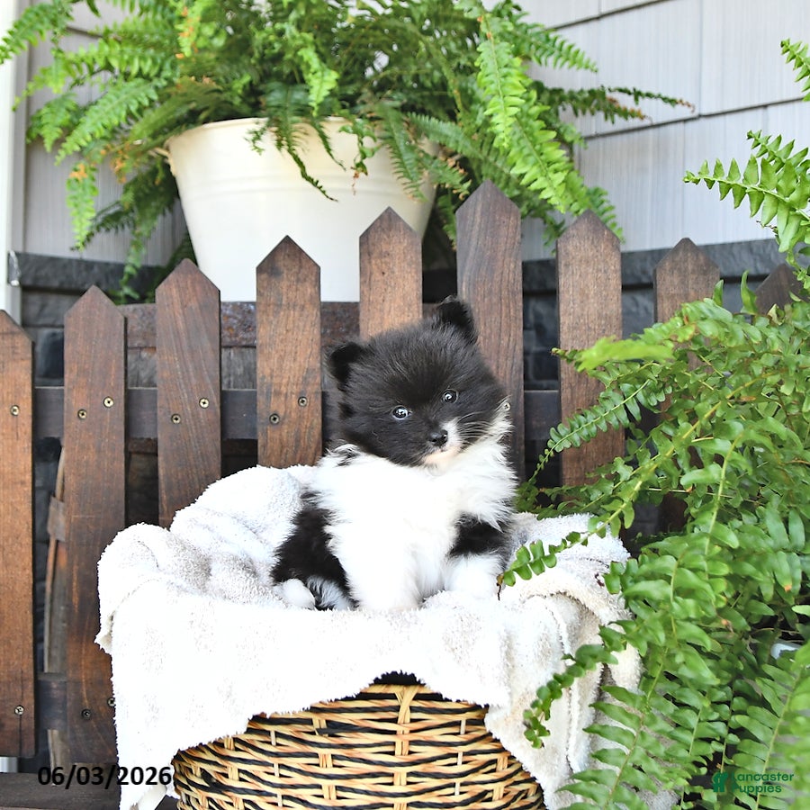 Pomeranian dogs for sale: Bruno - Ad 4