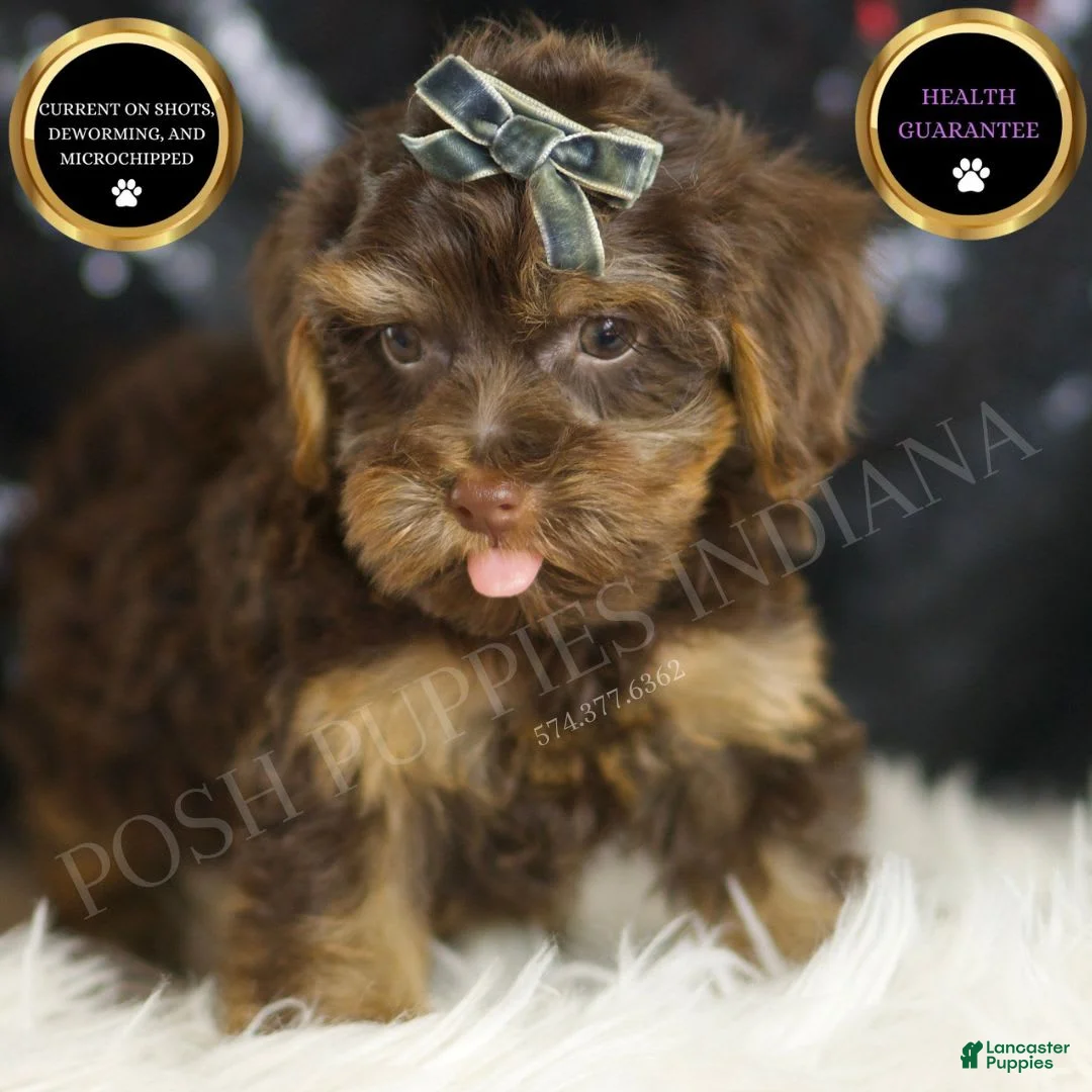 Yorkiepoo dogs for sale: Bugatti - Ad 1