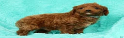 Cavapoo dogs for sale: Benji - Ad 8
