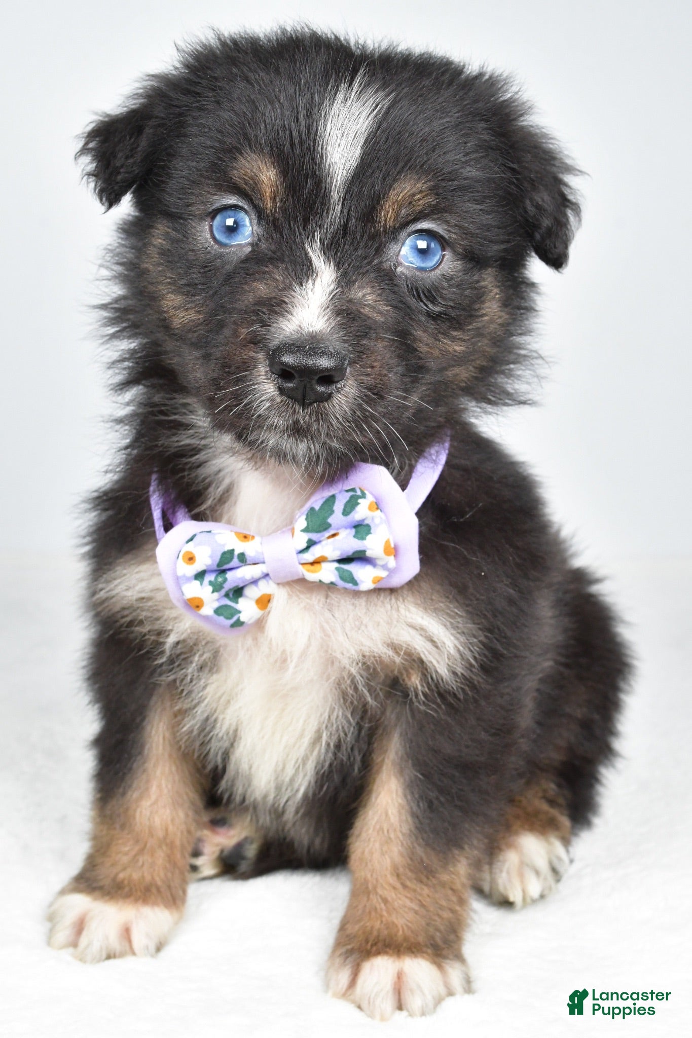 Australian Shepherd dogs Beverly  - Ad 1