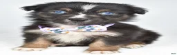 Australian Shepherd dogs for sale: Beverly  - Ad 1