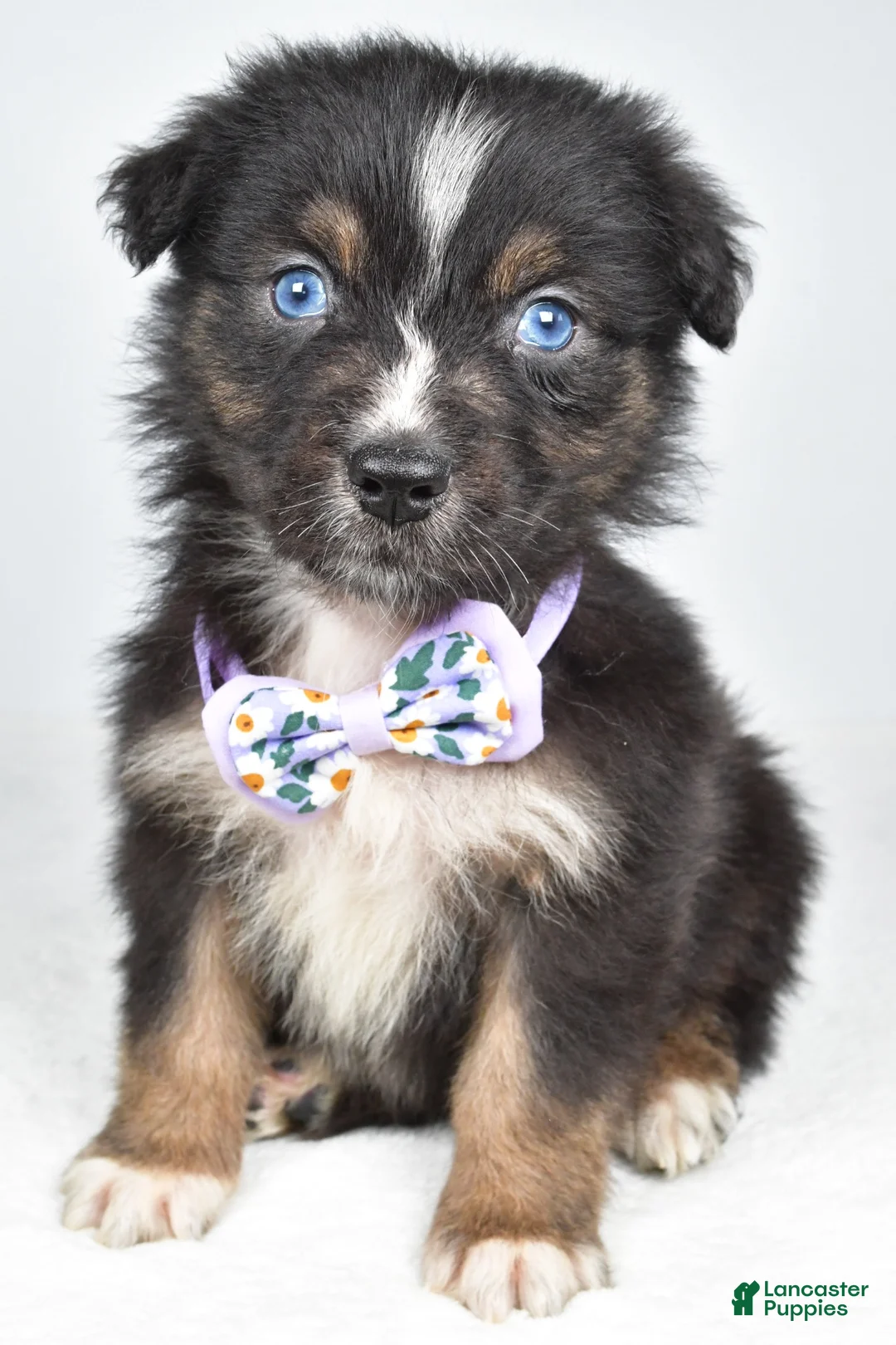 Australian Shepherd dogs for sale: Beverly  - Ad 1