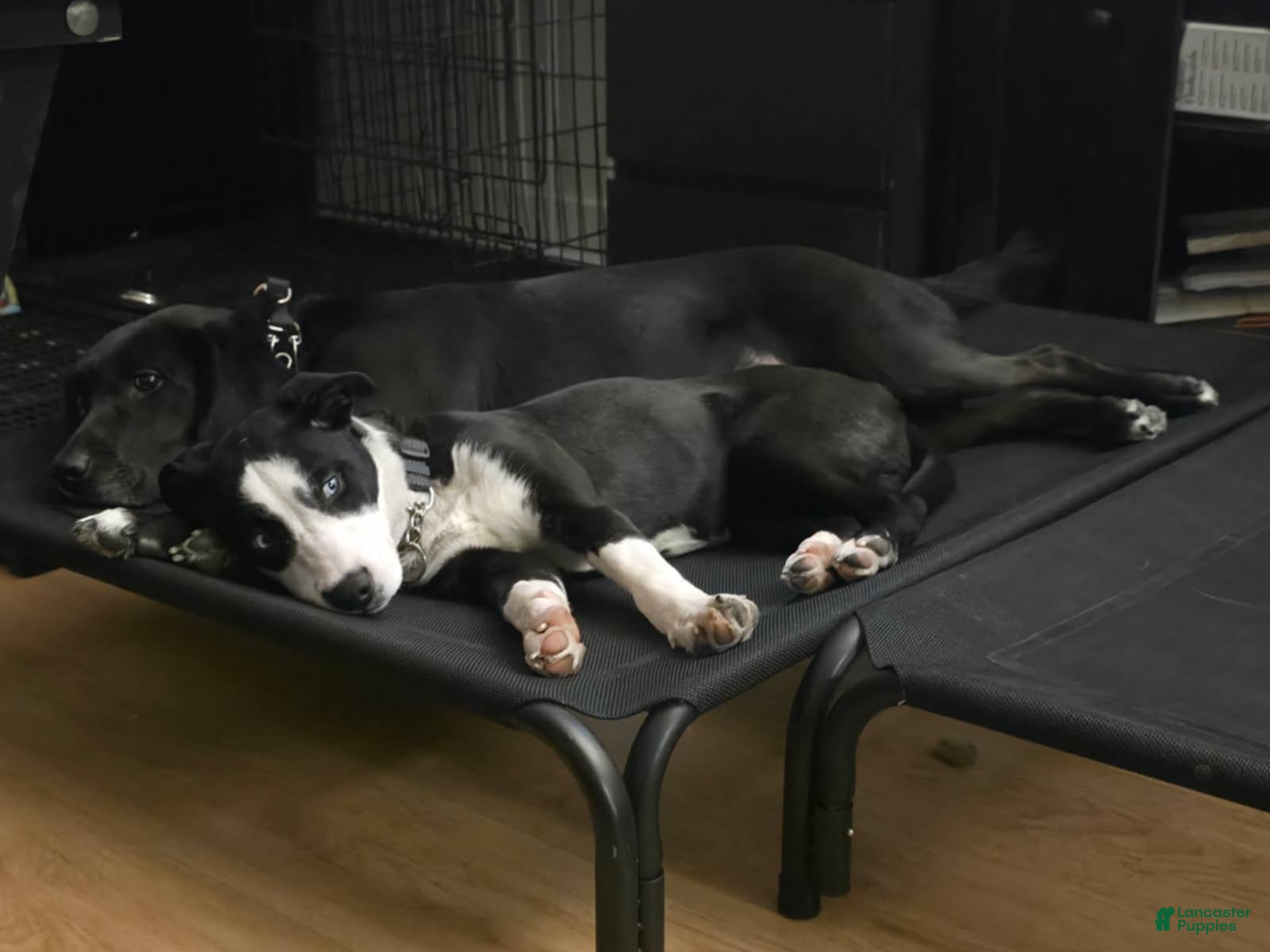 Mixed Breed dogs for sale: Mya  - Ad 1