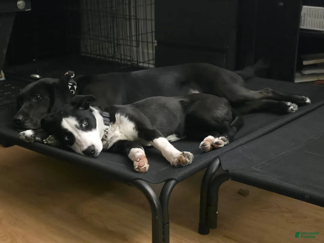 Mixed Breed dogs for sale: Mya  - Ad 1