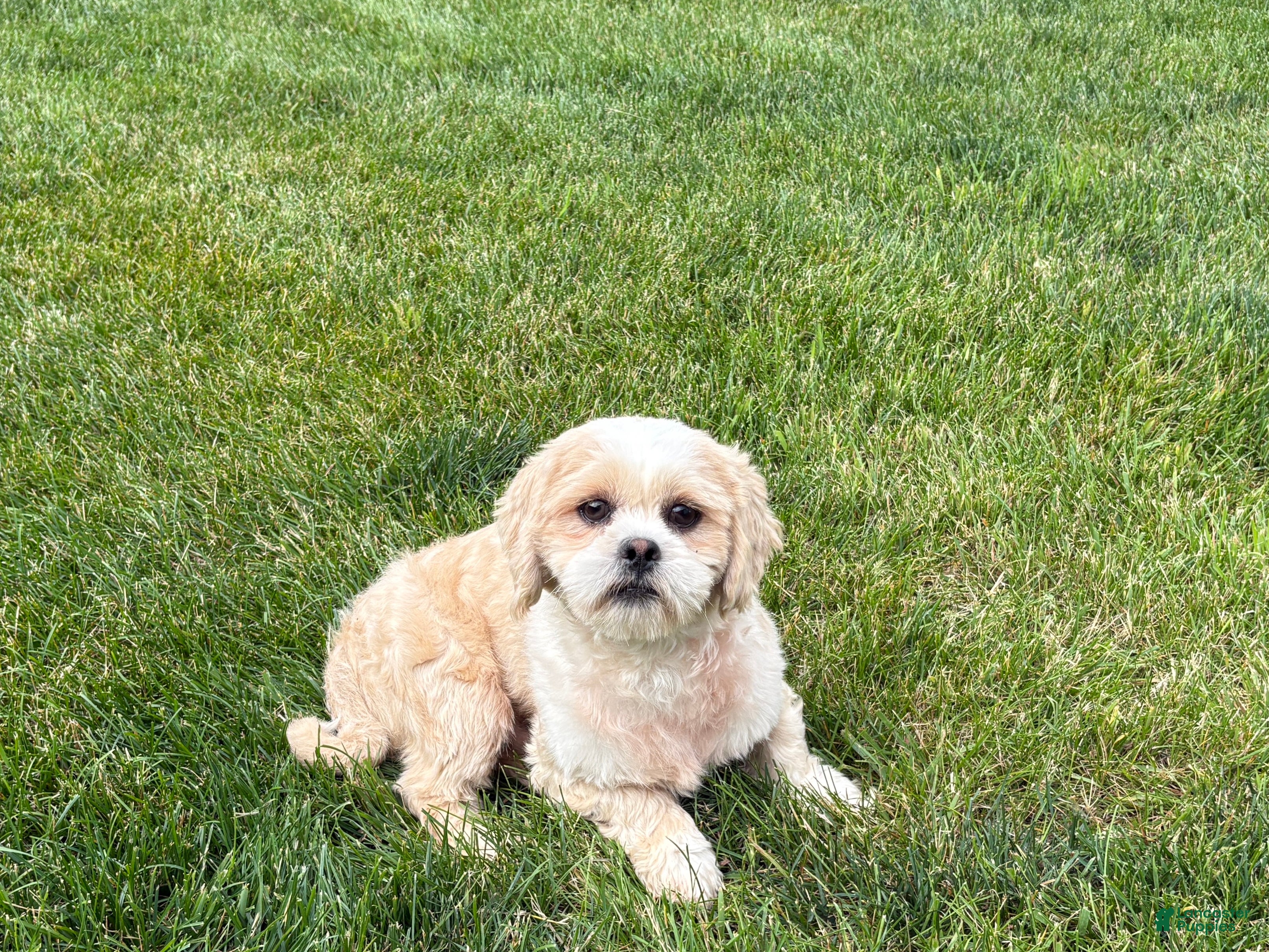 Lhasa Apso dogs Charles  - Ad 2