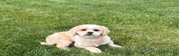 Lhasa Apso dogs for sale: Charles  - Ad 2