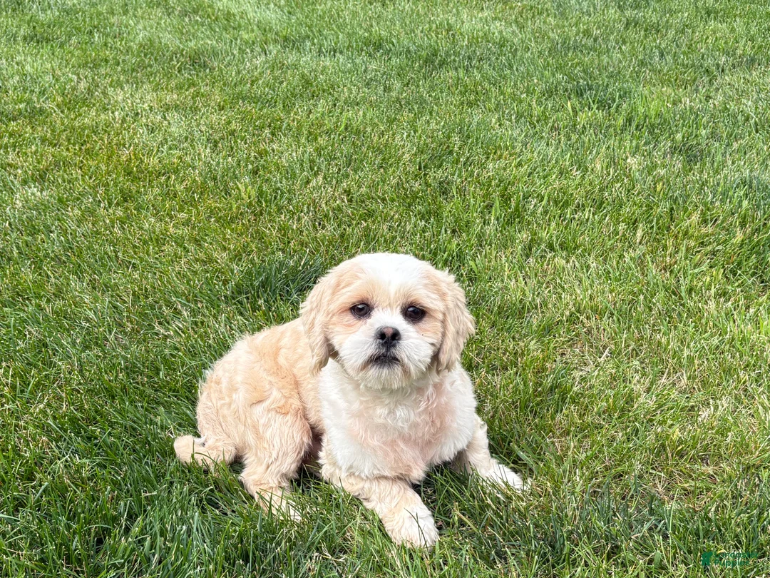 Lhasa Apso dogs for sale: Charles  - Ad 2