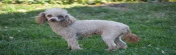 Toy Poodle dogs for sale: Barrett - Ad 5