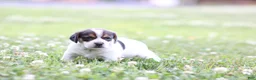 Mixed Breed dogs for sale: Paisley - Ad 1