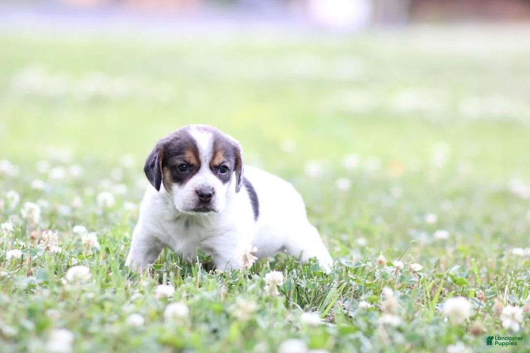 Mixed Breed dogs for sale: Paisley - Ad 1