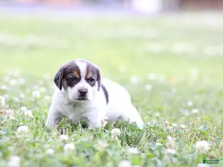Mixed Breed dogs Paisley - Ad 12