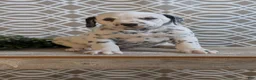 Dalmatian dogs for sale: Teddy - Ad 3