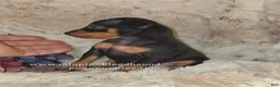 Miniature Pinscher dogs for sale: AKC Carter - Ad 6