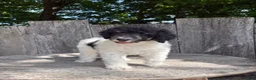 Standard Poodle dogs for sale: Sage AKC standard poodle - Ad 4