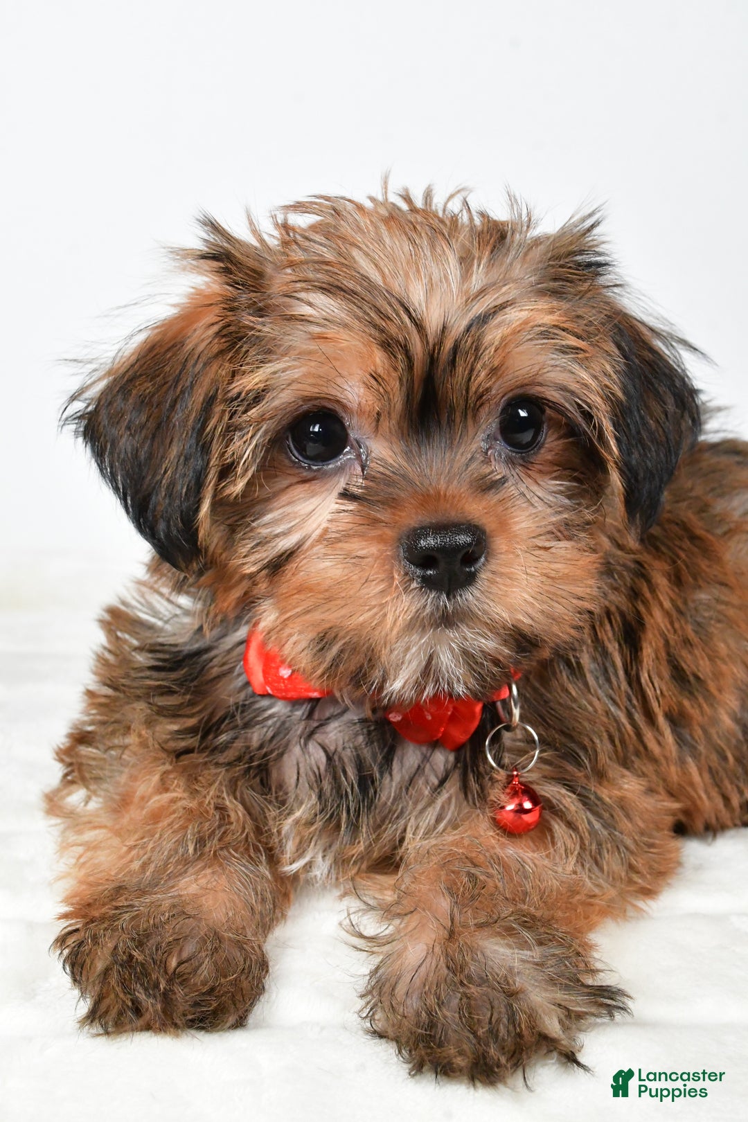 Shorkie dogs for sale: Pebbels - Ad 3
