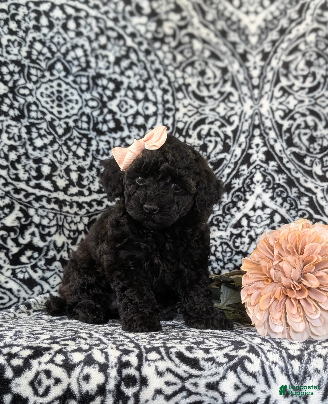 Toy Poodle dogs for sale: Lolah - Ad 2