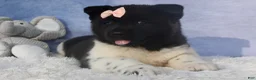 Akita dogs for sale: Olive - Ad 29