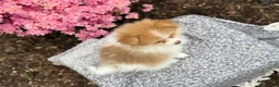 Pomeranian dogs for sale: Percy - Ad 5