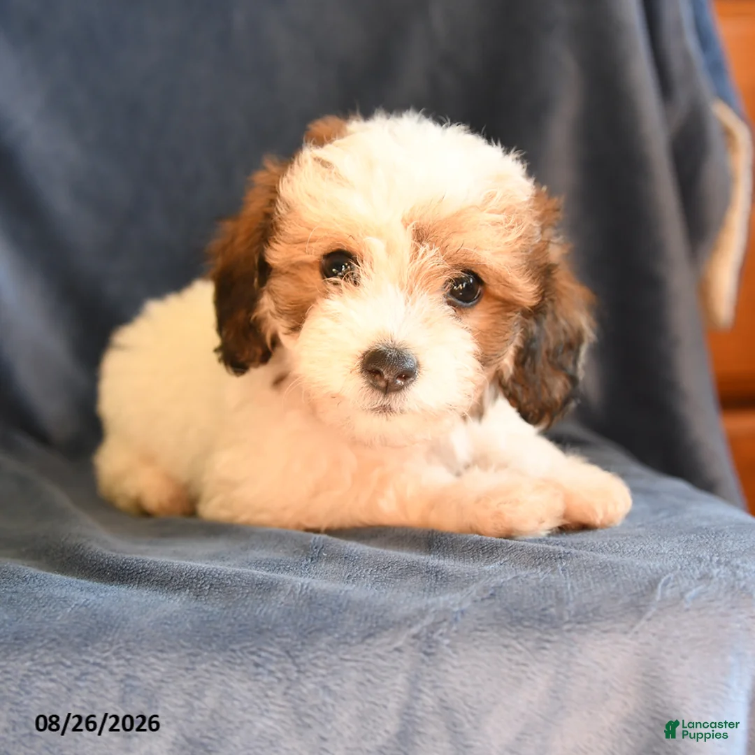 Bichpoo dogs for sale: Sheldon - Ad 1