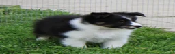 Shetland Sheepdog dogs for sale: Blake Shetland Sheepdog Puppy  - Ad 4