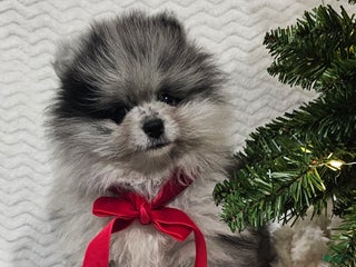 Pomeranian dogs Charley Babe - Ad 29