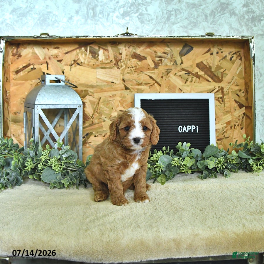 Cavapoo dogs Cappi - Ad 2