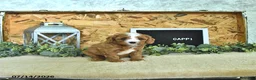 Cavapoo dogs for sale: Cappi - Ad 2