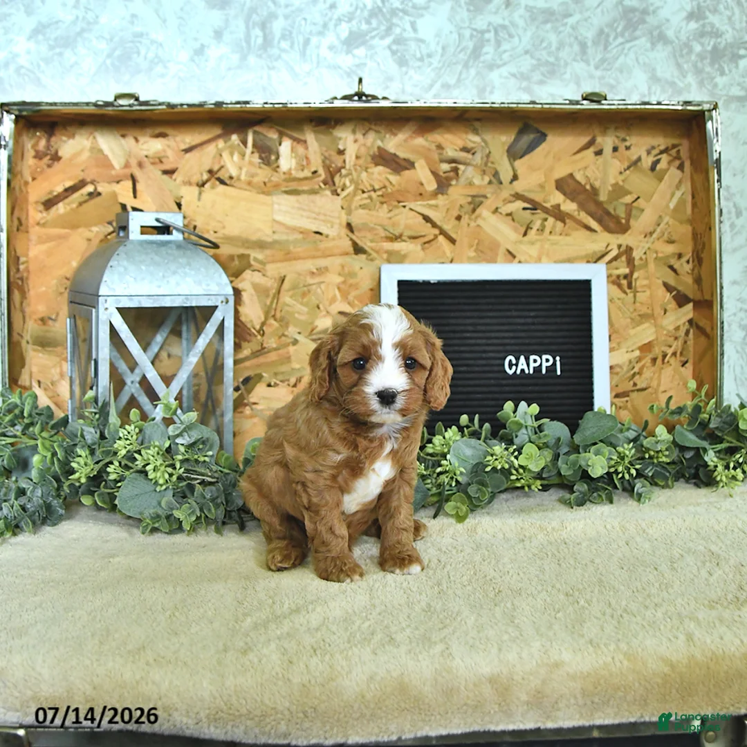 Cavapoo dogs for sale: Cappi - Ad 2