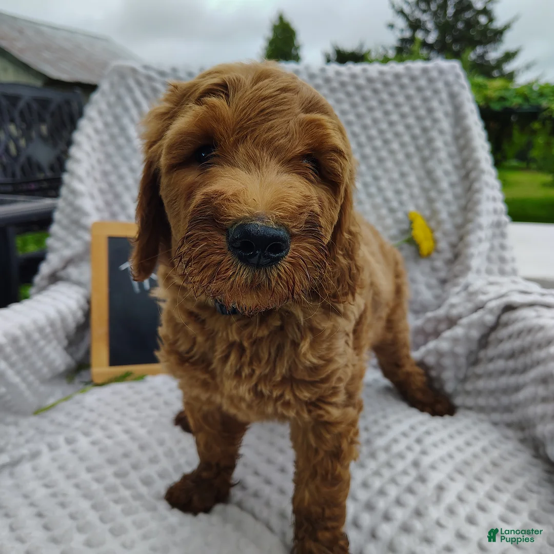 Mini Goldendoodle dogs for sale: Trevor - Ad 2