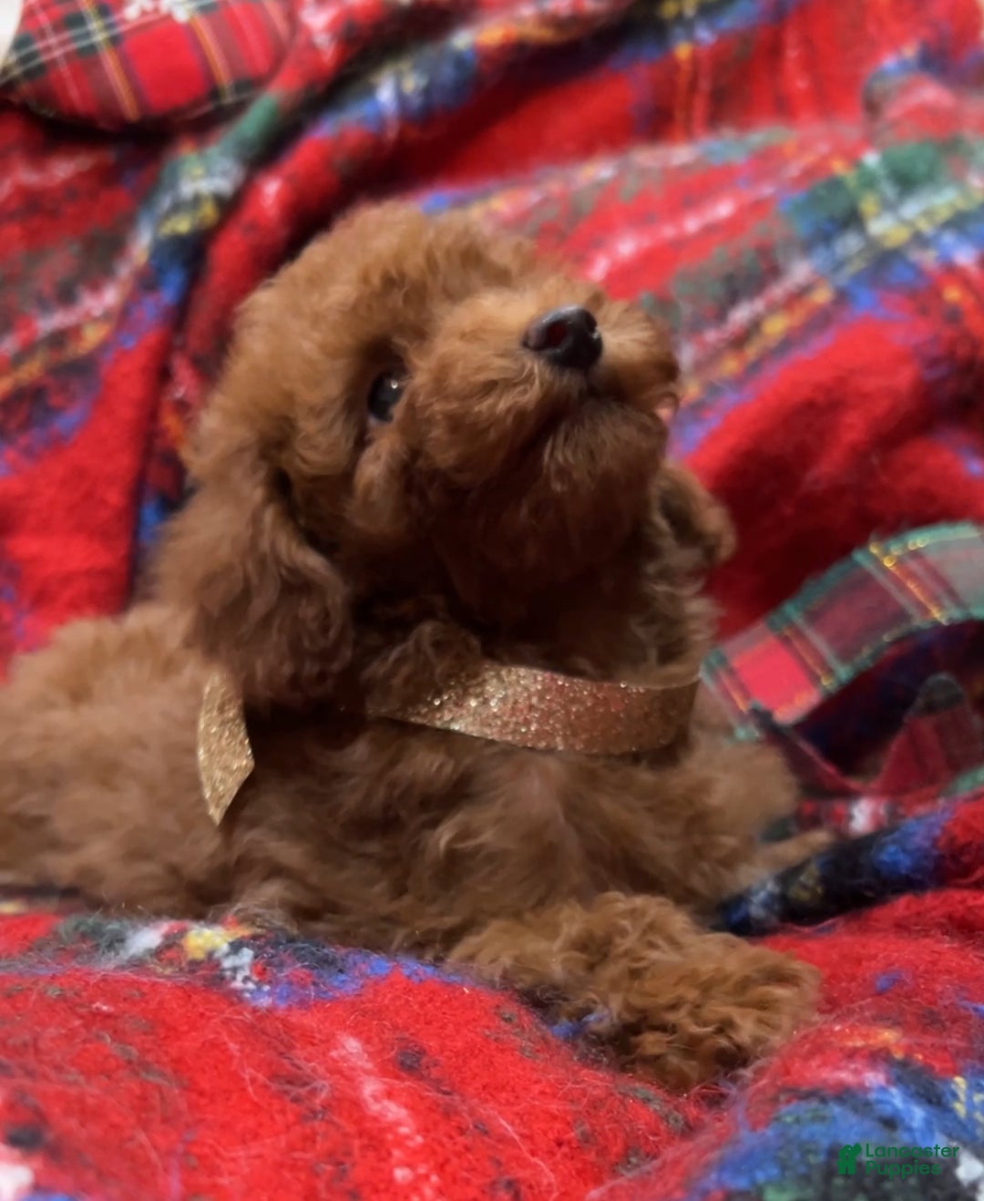 Toy Poodle dogs for sale: Toy Poodle Puppy 1 - Ad 1