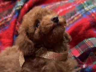 Toy Poodle dogs Toy Poodle Puppy 1 - Ad 1