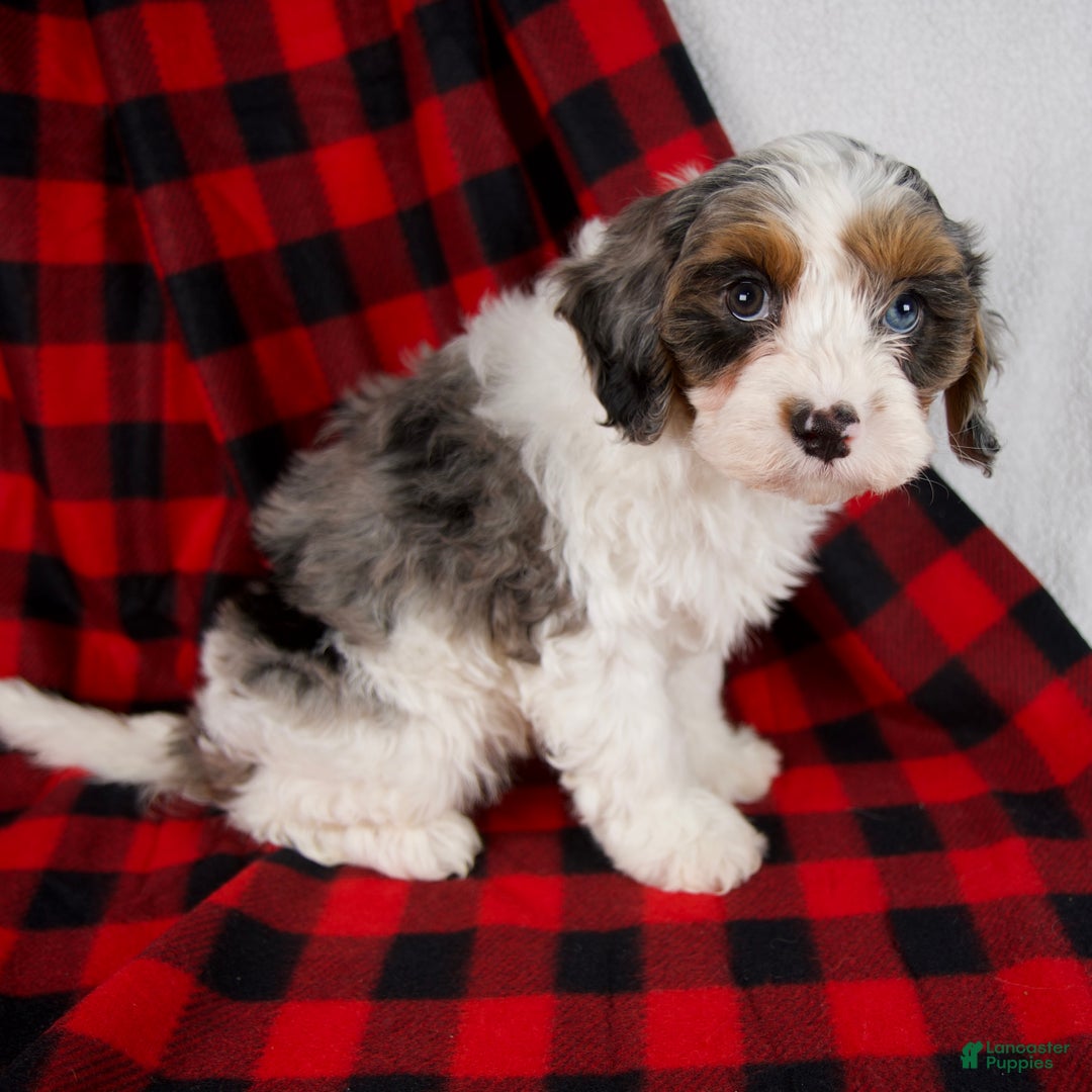 Cavapoo dogs for sale: Everett - Ad 5