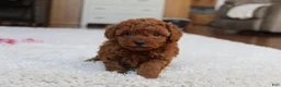 Toy Poodle dogs for sale: Mia - Ad 10