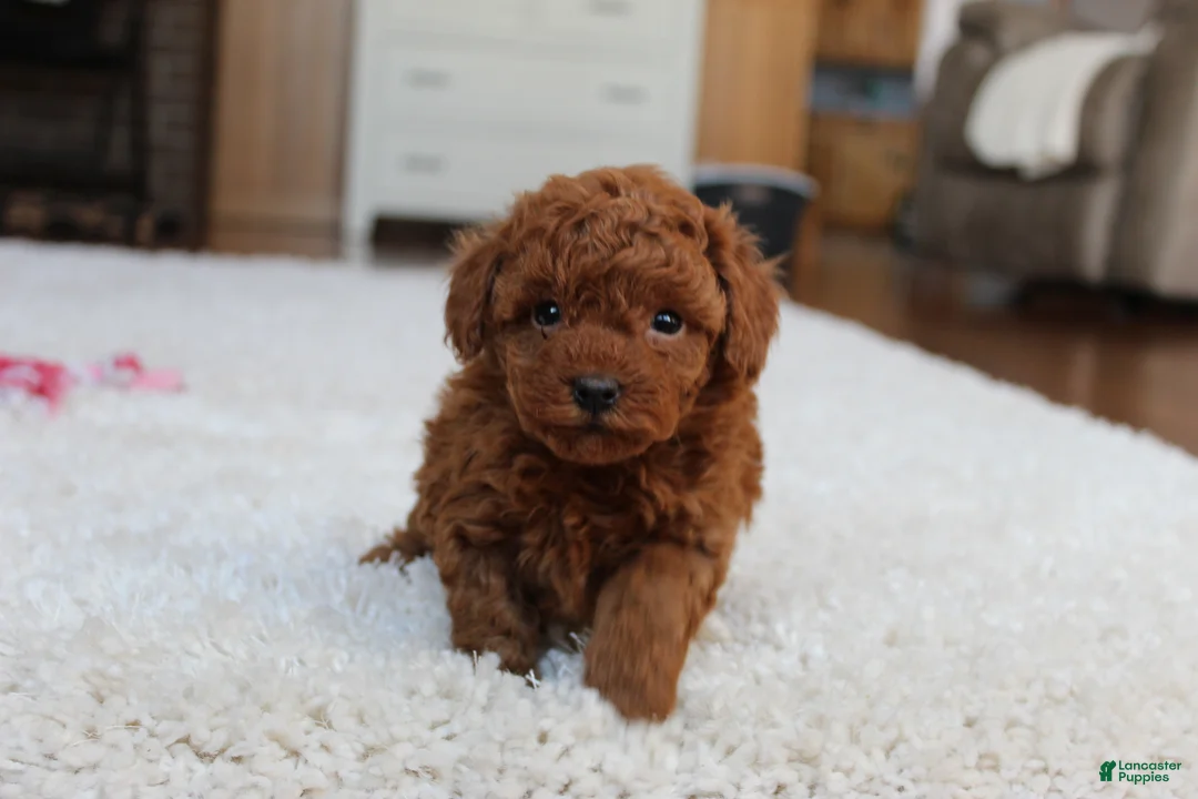 Toy Poodle dogs for sale: Mia - Ad 10