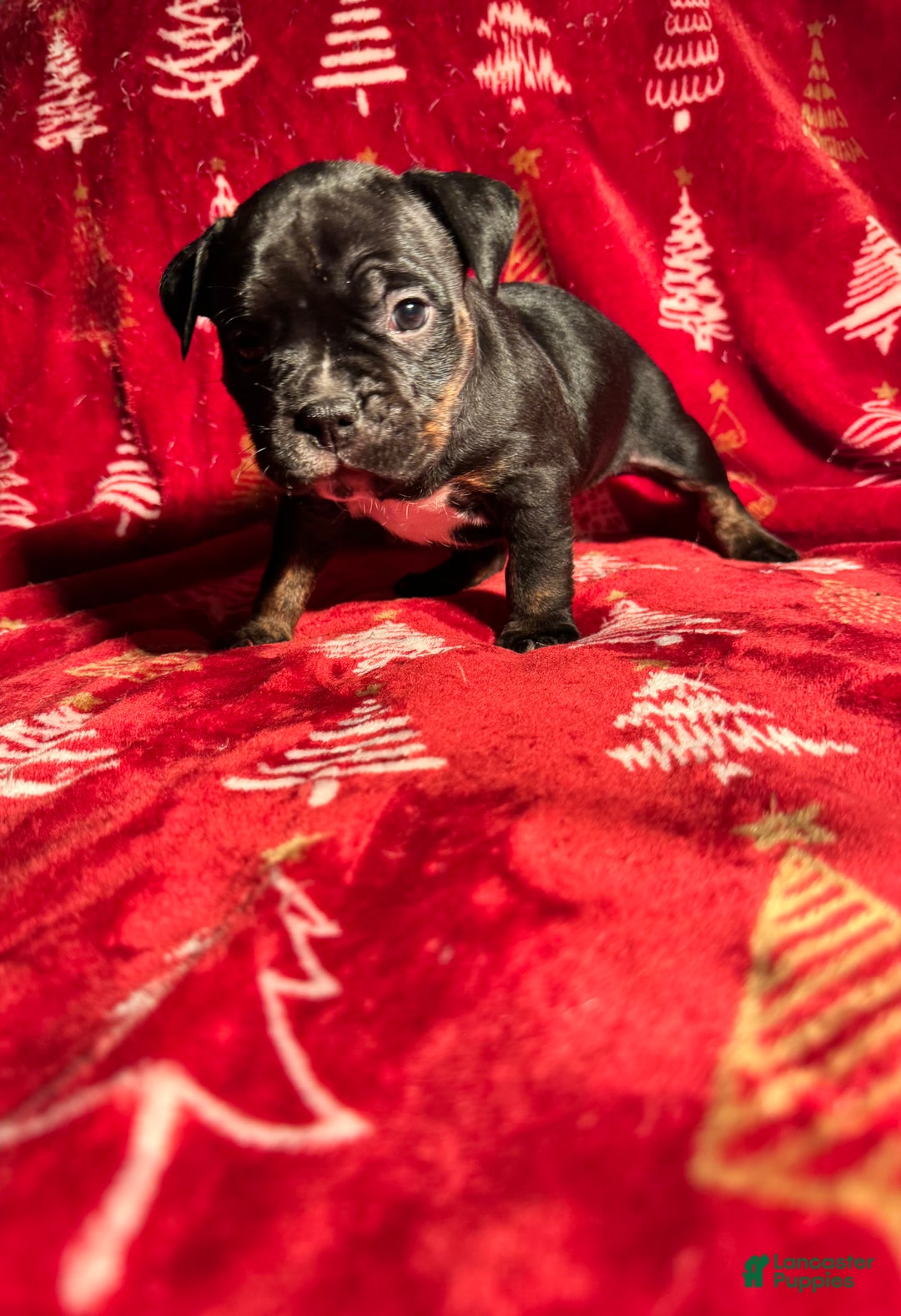 American Bully dogs for sale: American Bully Puppy 8 - Ad 2