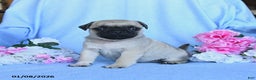 Pug dogs for sale: Thomas - Ad 2