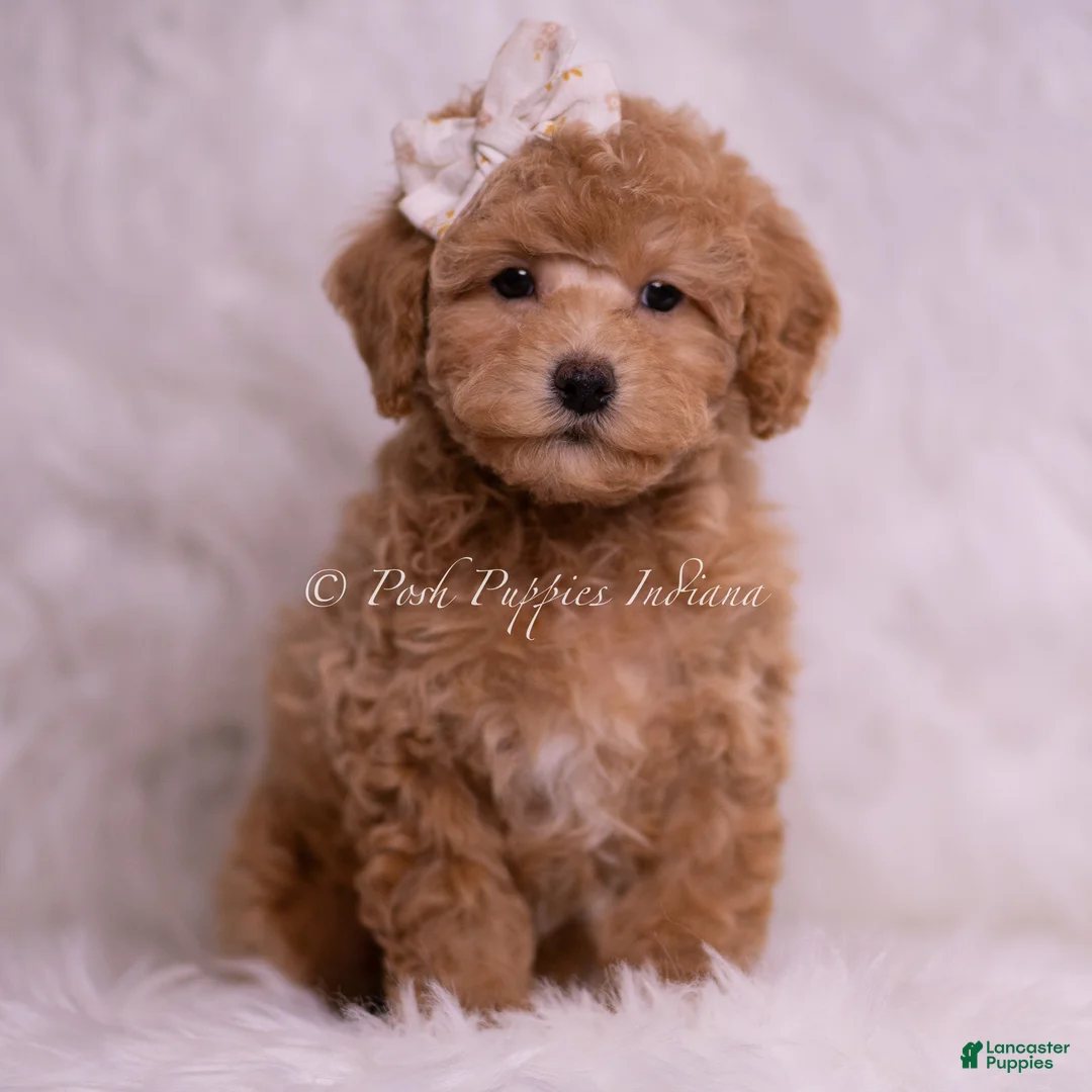 Toy Poodle dogs for sale: Mindy - Ad 2